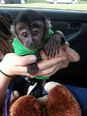 Kapucinus majmok - 4 éves hím