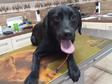 Labrador retriever - 9 hónapos kan