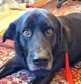 Labrador - 5 éves kan