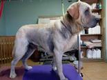 Labrador retriever - 3 éves kan