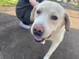Labrador retriever - 6 éves kan