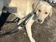 Labrador retriever jellegű - 4 éves kan