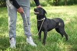 Labrador retriever jellegű - 2 éves szuka