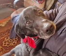 Labrador keverék - 8 éves kan