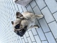 Francia Bulldog - 3 éves szuka