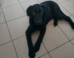 Labrador retriever - 7 hónapos kan