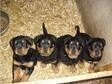 Rottweiler kölykök - 2 hónapos szuka