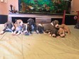 Gyönyörű Staffordshire Bull Terrier kölykök, - 2 hónapos kan