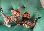 Eladó bengáli cica, - 2 hónapos kandúr