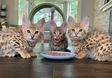 Caracal cicák eladók, - 2 hónapos nőstény