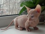 Lovely Sphynx cicák eladók, - 2 hónapos nőstény