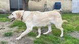 Labrador retriever jellegű - 4 éves kan