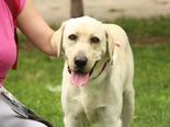 Labrador retriever - 3 éves kan