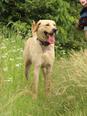 Labrador retriever jellegű - 1 éves kan