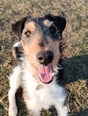 Foxterrier - fiatal kan