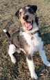 Foxterrier - fiatal kan