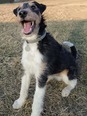 Foxterrier - fiatal kan