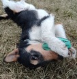 Foxterrier - fiatal kan