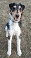 Foxterrier - fiatal kan