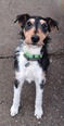 Foxterrier - fiatal kan