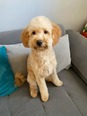 Maltipoo - 9 hónapos kan