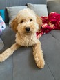Maltipoo - 9 hónapos kan