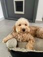 Maltipoo - 9 hónapos kan