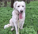 Kuvasz - 1 éves szuka
