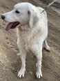 Kuvasz - 1 éves szuka