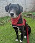 Labrador keverék - 2 éves kan