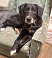 Labrador keverék - 2 éves kan