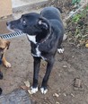 Labrador keverék - 2 éves kan