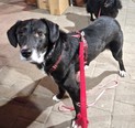 Labrador keverék - 2 éves kan