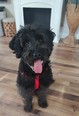 Puli-pumi - 2 éves kan