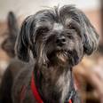 Yorkshire terrier keverék - 13 éves kan