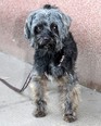 Yorkshire terrier keverék - 13 éves kan