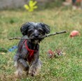 Yorkshire terrier keverék - 13 éves kan