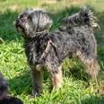 Yorkshire terrier keverék - 13 éves kan