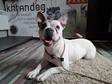 Bulldog keverék - 1 éves szuka
