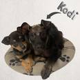Keverék - 3 hónapos kan