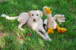 Agár-drótos vizsla keverék - 1 éves kan