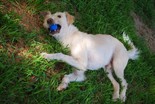 Agár-drótos vizsla keverék - 1 éves kan