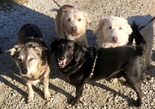 Agár-drótos vizsla keverék - 1 éves kan