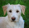 Agár-drótos vizsla keverék - 1 éves kan