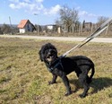 Puli keverék - 5 éves kan
