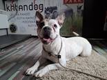 Bulldog keverék - 1 éves szuka