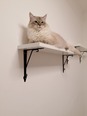 Ragdoll - 1 éves kandúr