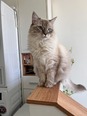 Ragdoll - 1 éves kandúr