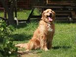 Golden retriever - 6 éves szuka