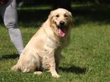 Golden retriever - 2 éves kan